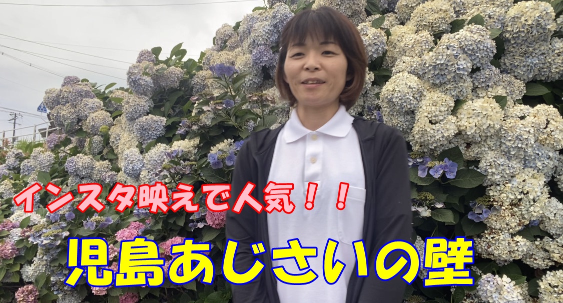 倉敷市議会議員 小郷ひな子 6月29日 インスタ映えで人気 児島あじさいの壁について 小郷ひな子 オゴウヒナコ 選挙ドットコム