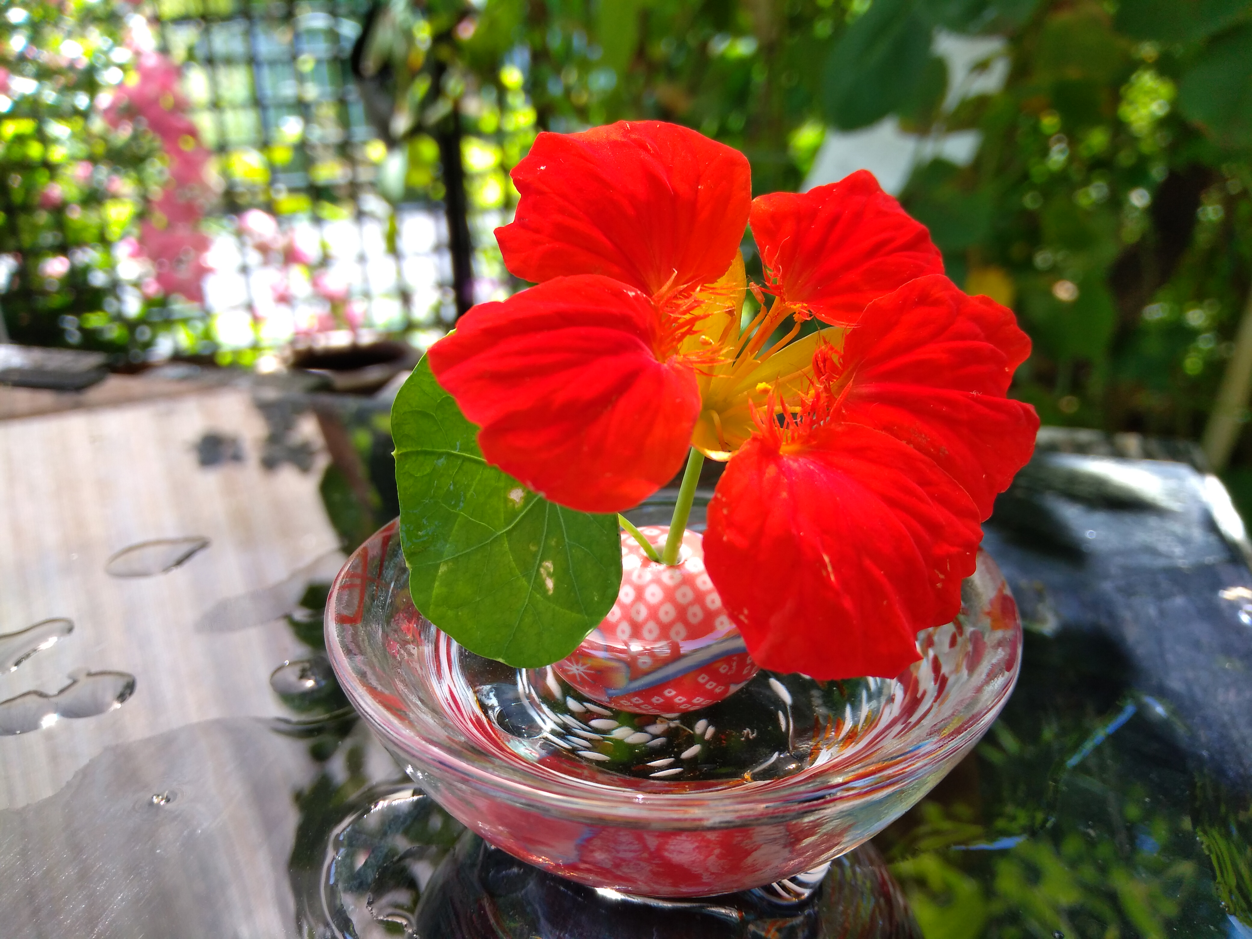 神戸市 須磨区 今日の一輪 ナスタチウム きんれんか 大井としひろ オオイトシヒロ 選挙ドットコム