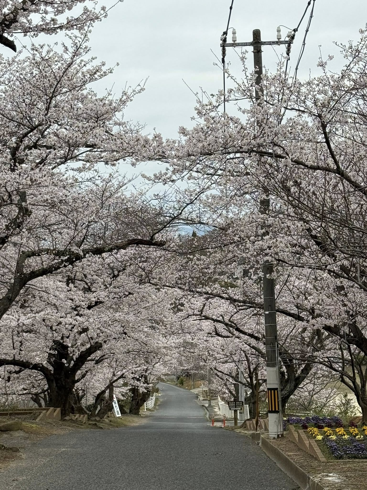 2026年4月1日の種松山桜開花状況 7分咲きで綺麗です【倉敷市議会議員
