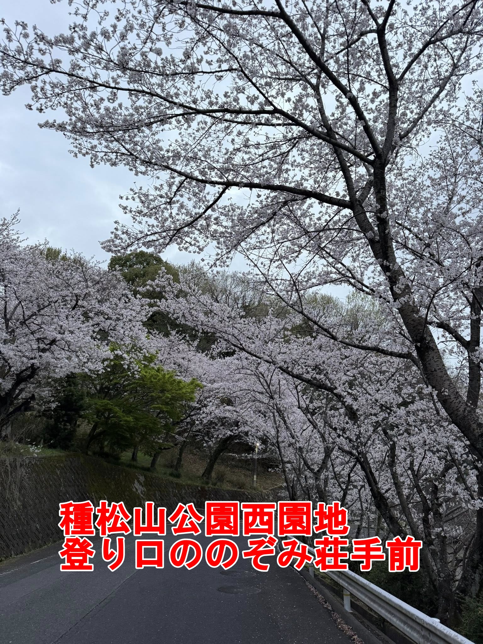 2026年4月1日の種松山桜開花状況 7分咲きで綺麗です【倉敷市議会議員