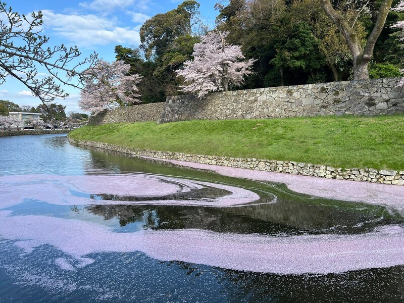 うなぎの花筏 十石舟花筏 花筏情報もらって出向いたが花びら少なく撃沈かと思いきや