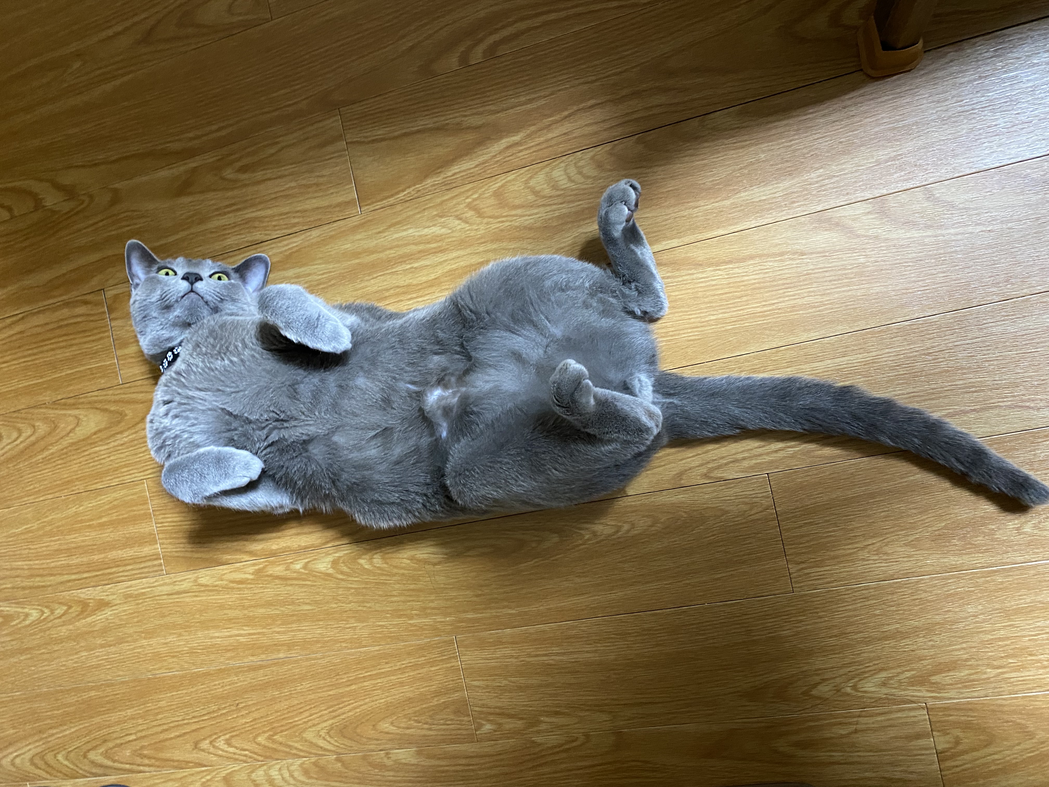 中野四季の森公園で「ツナヨシドッグフェスティバル2026 SPRING」開催！ - うちの大三郎（ウチノダイザブロウ） ｜ 選挙ドットコム