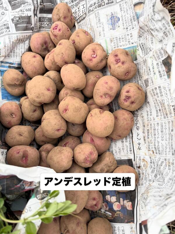 お裾分けいただいたアンデスレッドの種芋を定植しました。 - 寺坂くみ