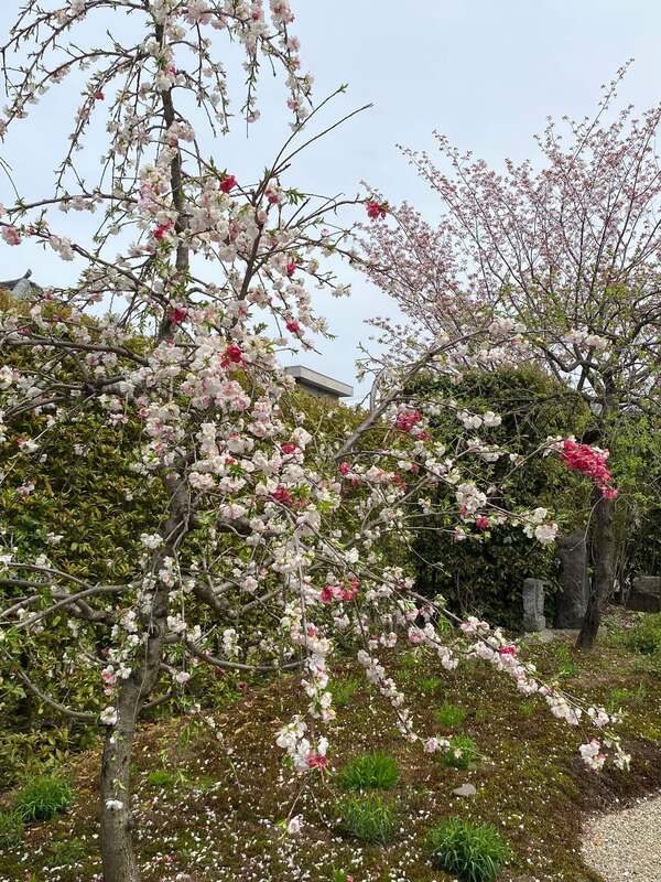 桜と寺　F6 W32センチ×H 41センチ 4月6日、奈良の元興寺（世界遺産）の桜と椿の花見をしました（施設に