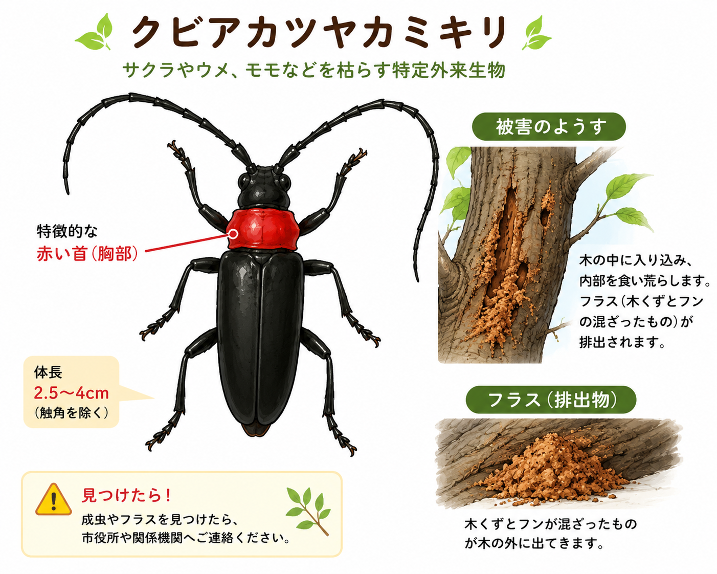 木津川市】被害急拡大⚠️ 木津川市でも「クビアカツヤカミキリ」を 