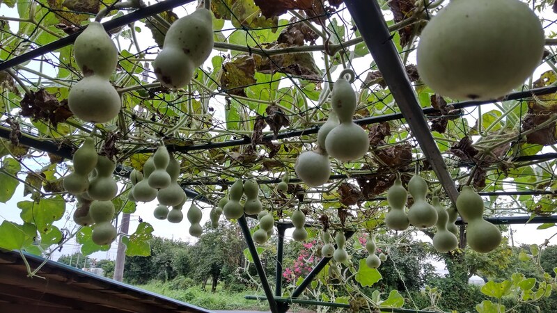 瓢箪 庭の端っこに、千なり瓢箪の苗を1株だけ植えました。 - 長島やすかず